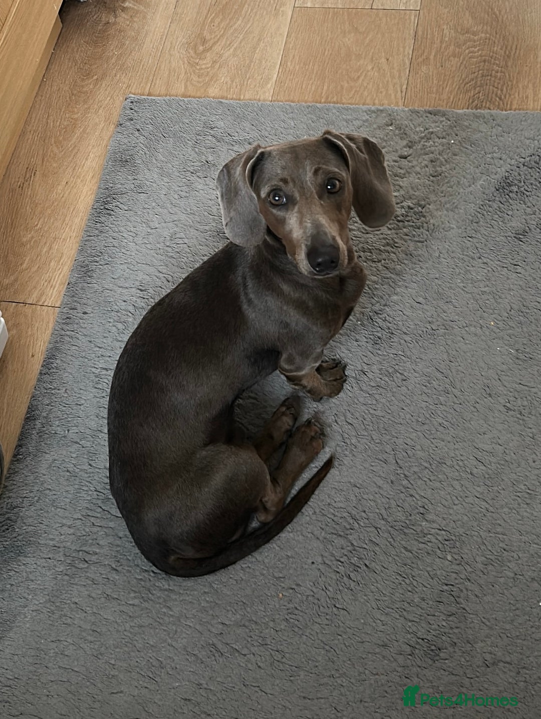 Miniature Dachshund dogs for sale: Lovely dog needs a new home - Image 2