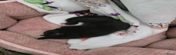 Mixed Breed cats for sale: Gorgeous litter of 6 kittens - Advert 12