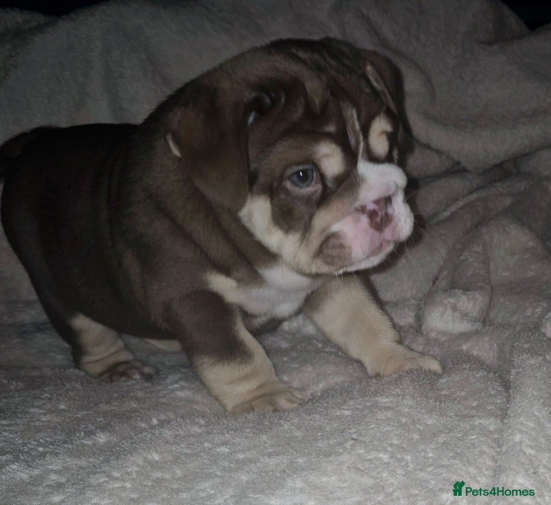 English Bulldog dogs for sale: Reduced **Ready to leave  - Advert 6