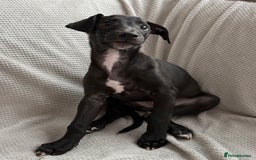 Mixed Breed dogs for sale: Collie Whippet Greyhound  - Image 8