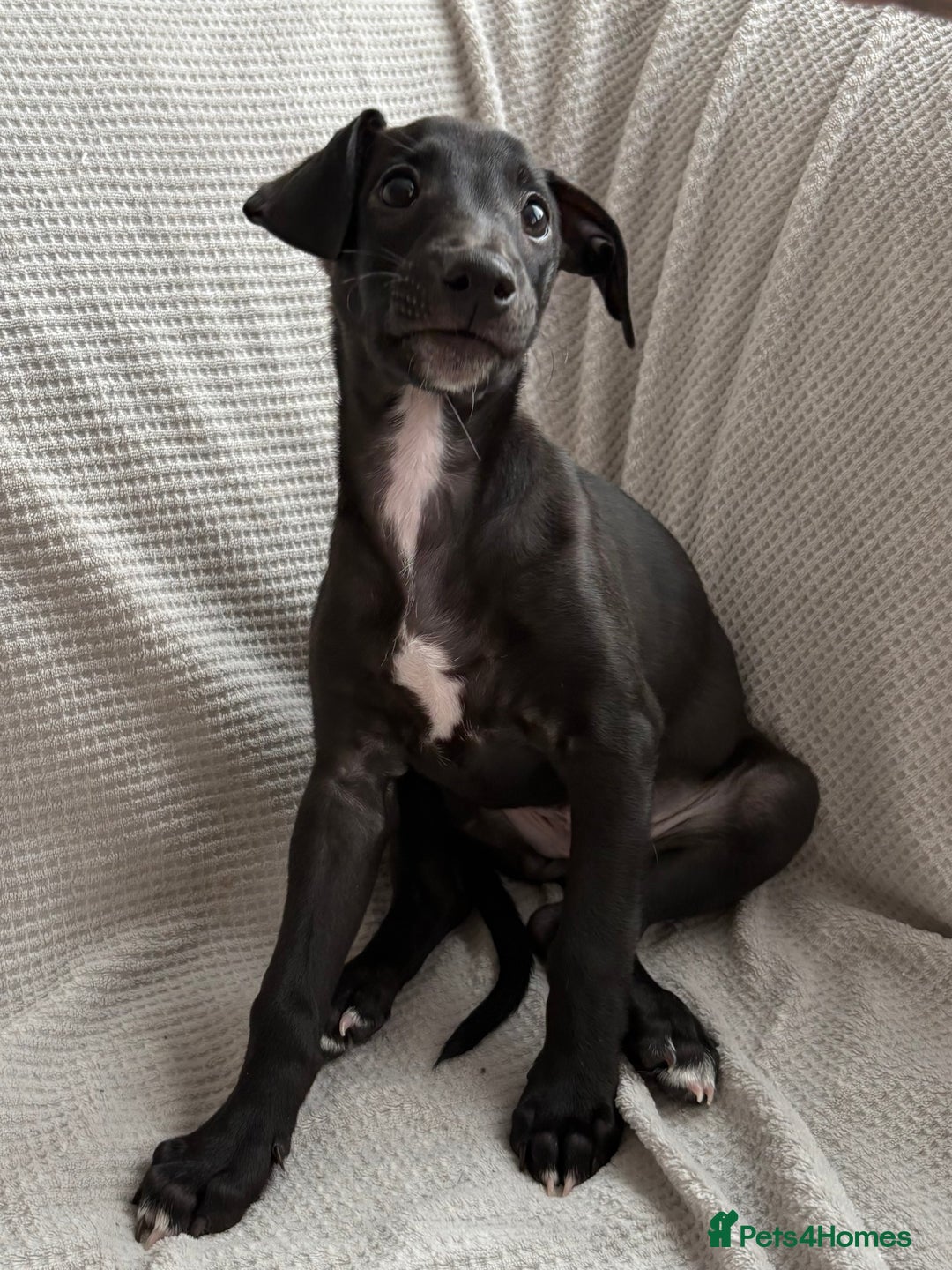 Mixed Breed dogs for sale: Collie Whippet Greyhound  - Image 8