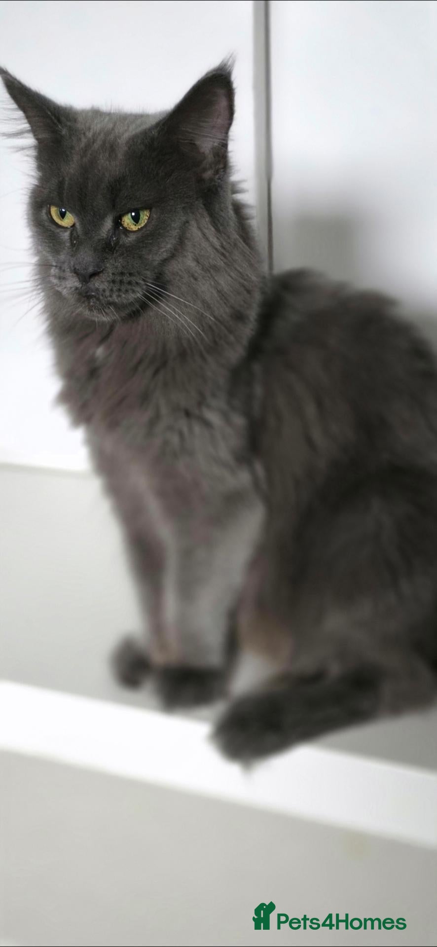 Maine Coon cats Beautiful Maine Coon Male – 8 Months Old - Advert 20