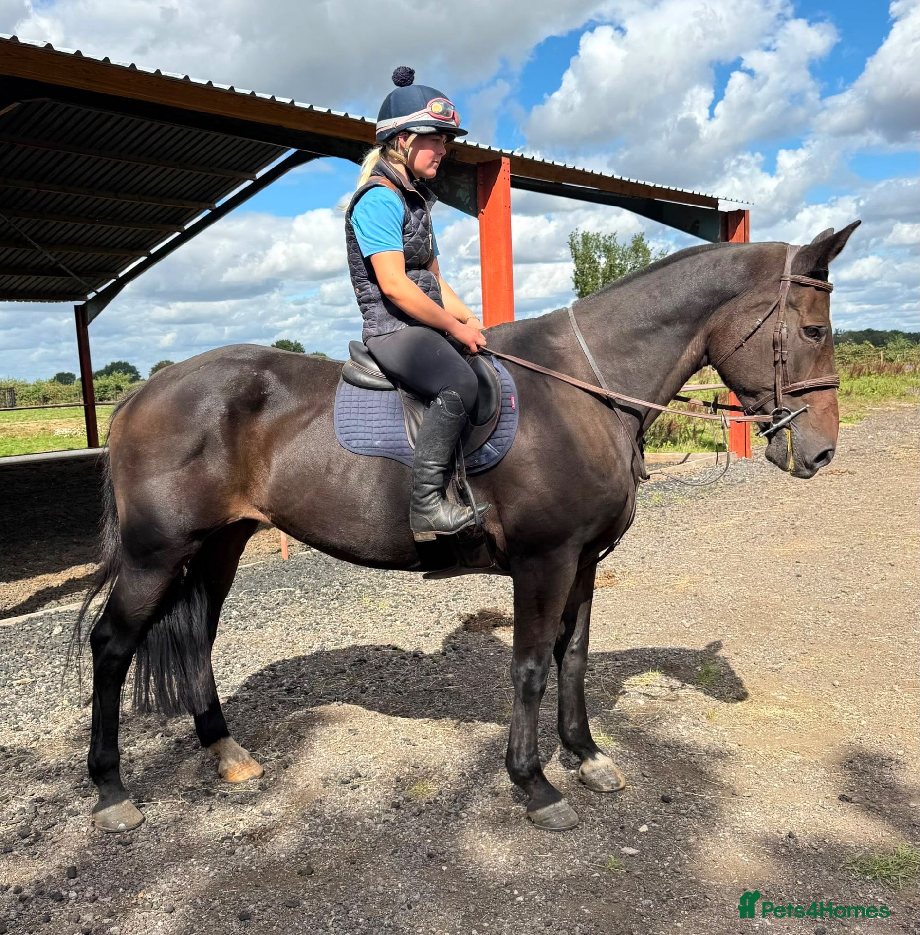 Irish Cob horses 16hh Black Cob Mare (Black Betty) - Advert 1
