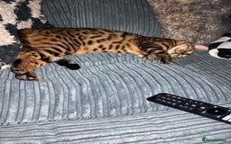 Bengal cats for sale: Bengal male cat  - Image 2