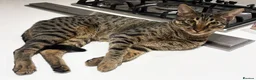 Savannah cats for sale: F6 SBT Savannah boy Koffee - Advert 7