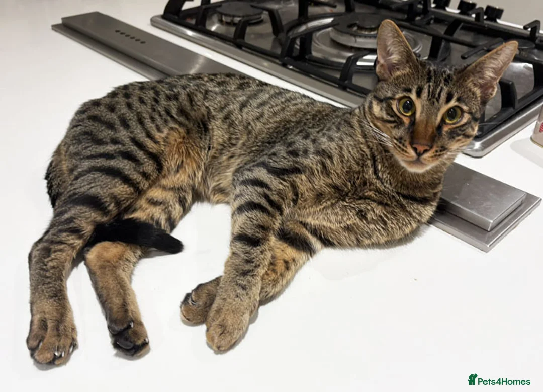 Savannah cats for sale: F6 SBT Savannah boy Koffee - Advert 7