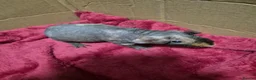 Guinea Pig rodents for sale: Pair of Baby Male Skinny Pigs For Sale  - Advert 7