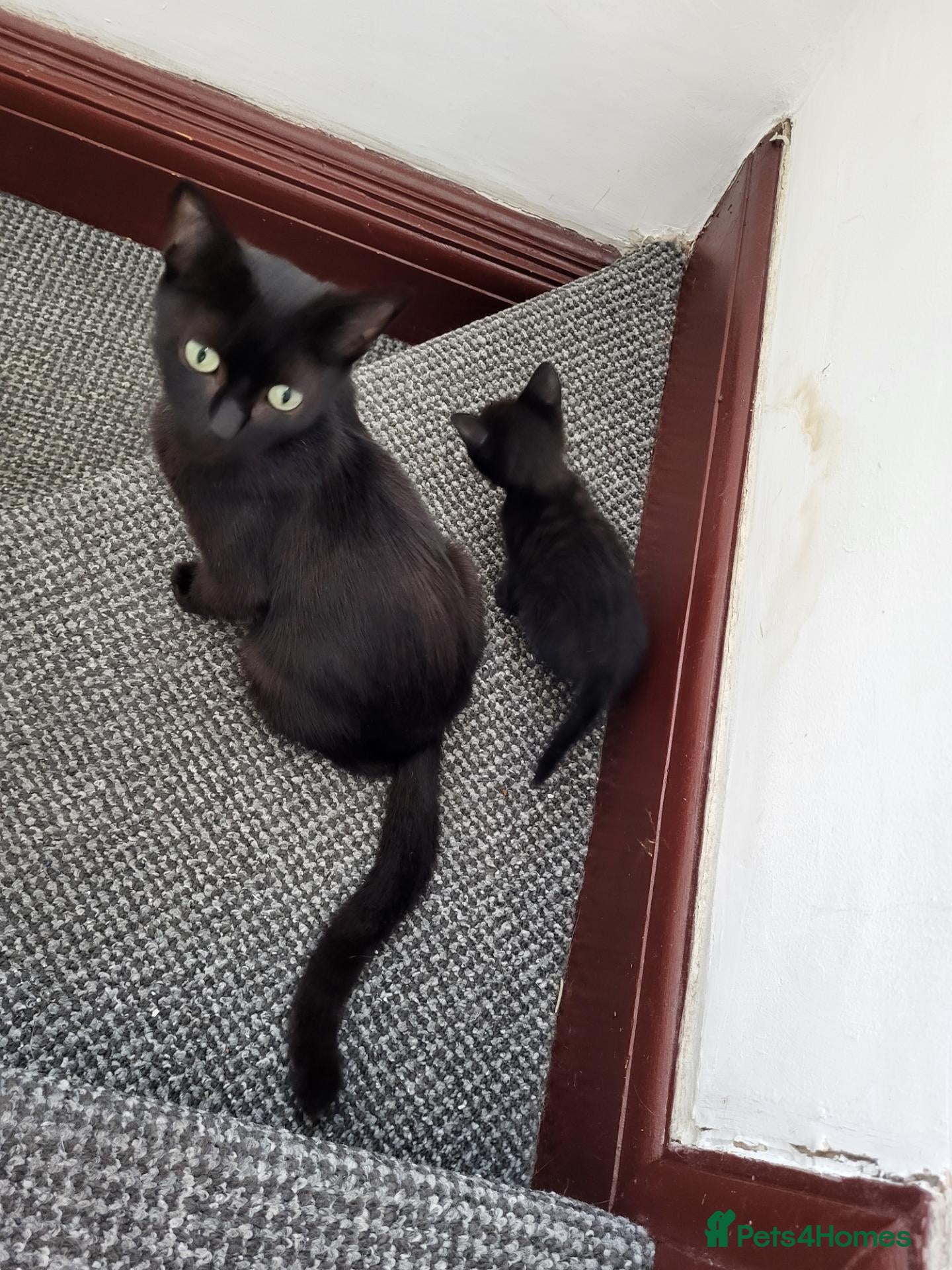 Mixed Breed cats 7 black kitten  - Advert 1
