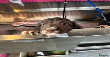 English Springer Spaniel dogs - Advert 1