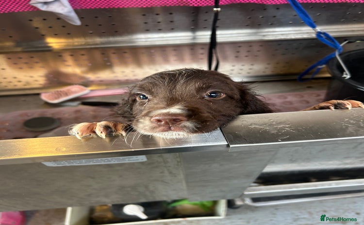 English Springer Spaniel dogs - Advert 2