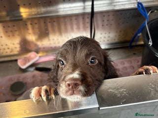 English Springer Spaniel dogs - Advert 3