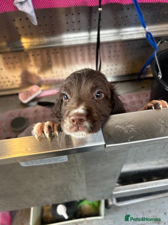 English Springer Spaniel dogs - Advert 2