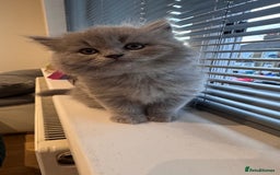 British Longhair cats for sale: British longhair ready for home in Watford - Image 16