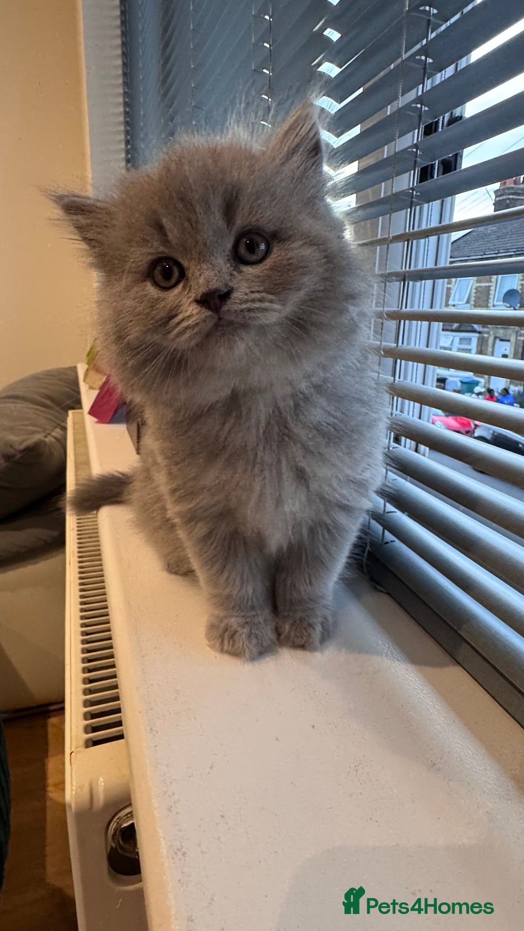 British Longhair cats for sale: British longhair ready for home in Watford - Image 16
