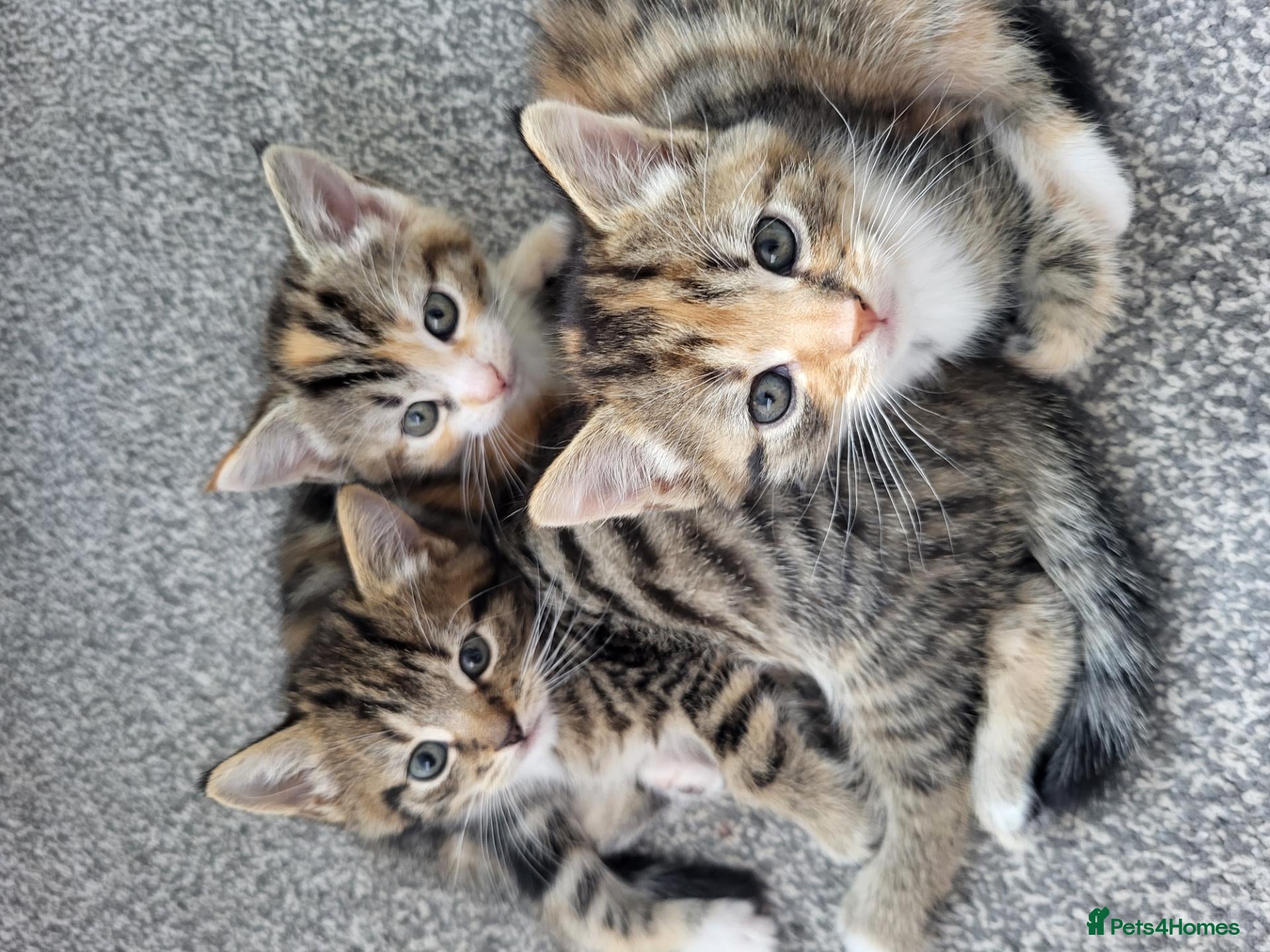 Mixed Breed cats 1 male 1 female long haired kitten - Advert 3