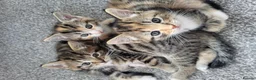 Mixed Breed cats for sale: 1 male 1 female long haired kitten - Advert 1
