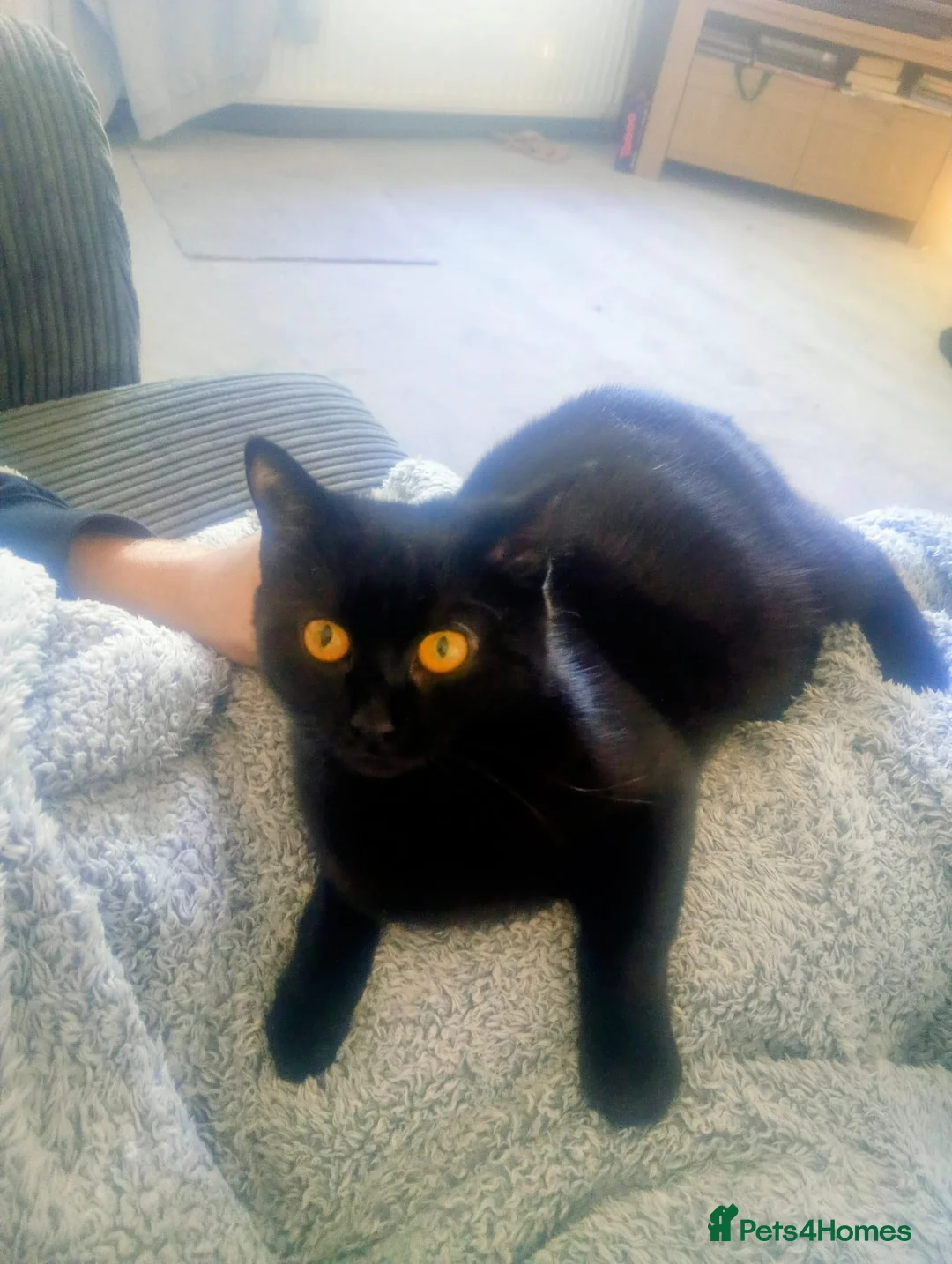 Mixed Breed cats for sale: Mixed Breed Gorgeous Kittens For Sale! - Advert 5