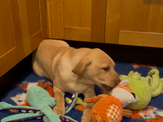 Labrador Retriever dogs - Advert 19