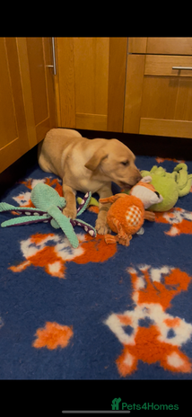 Labrador Retriever dogs - Advert 4