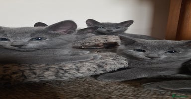 Russian Blue cats - Advert 8