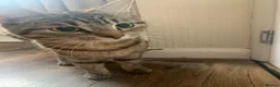 Mixed Breed cats for sale: Two Kittens For Sale - Advert 5