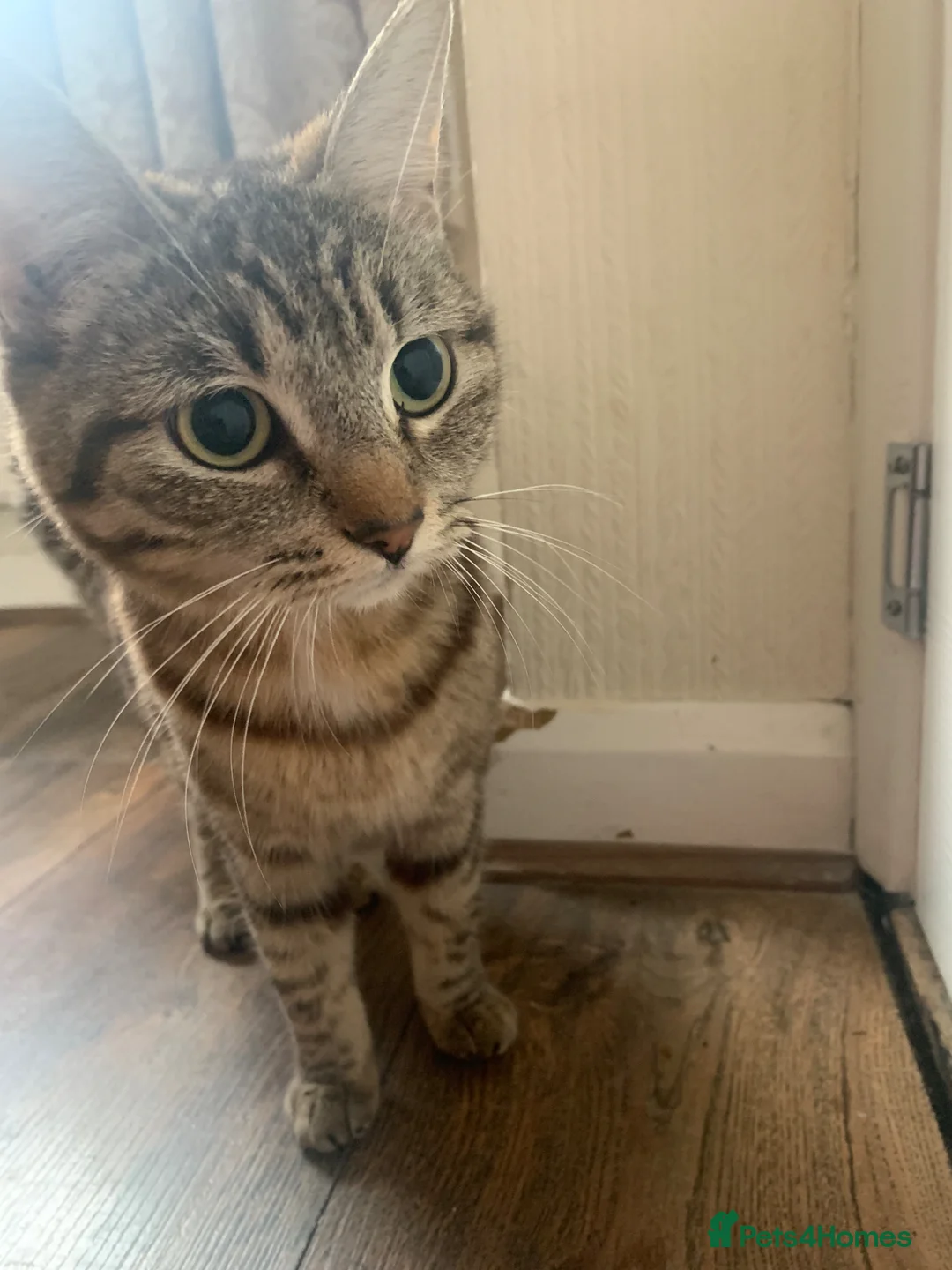 Mixed Breed cats for sale: Two Kittens For Sale - Advert 5