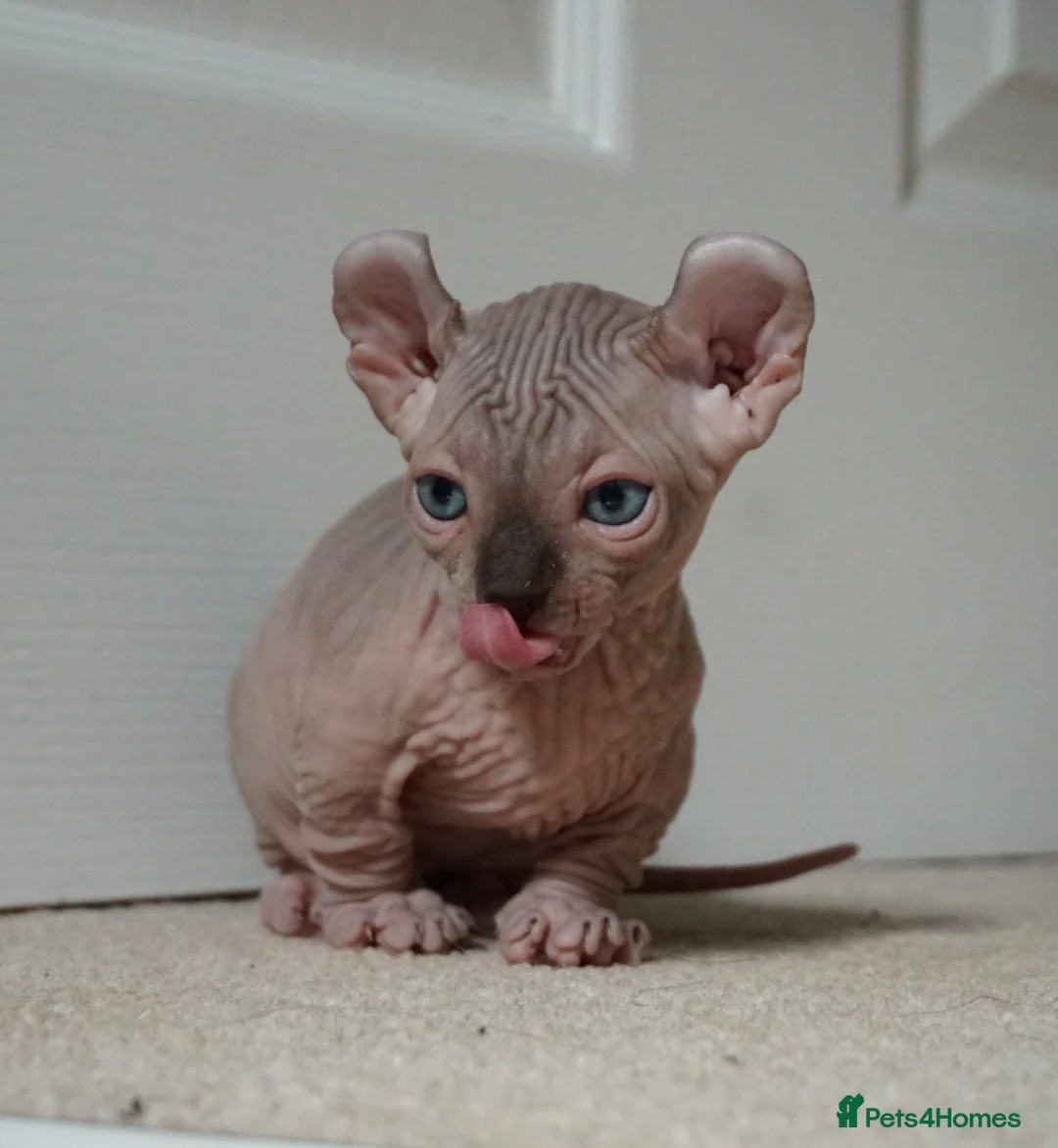 Sphynx cats for stud: Black tabby Sphynx Elf for STUD in Oldham - Advert 18