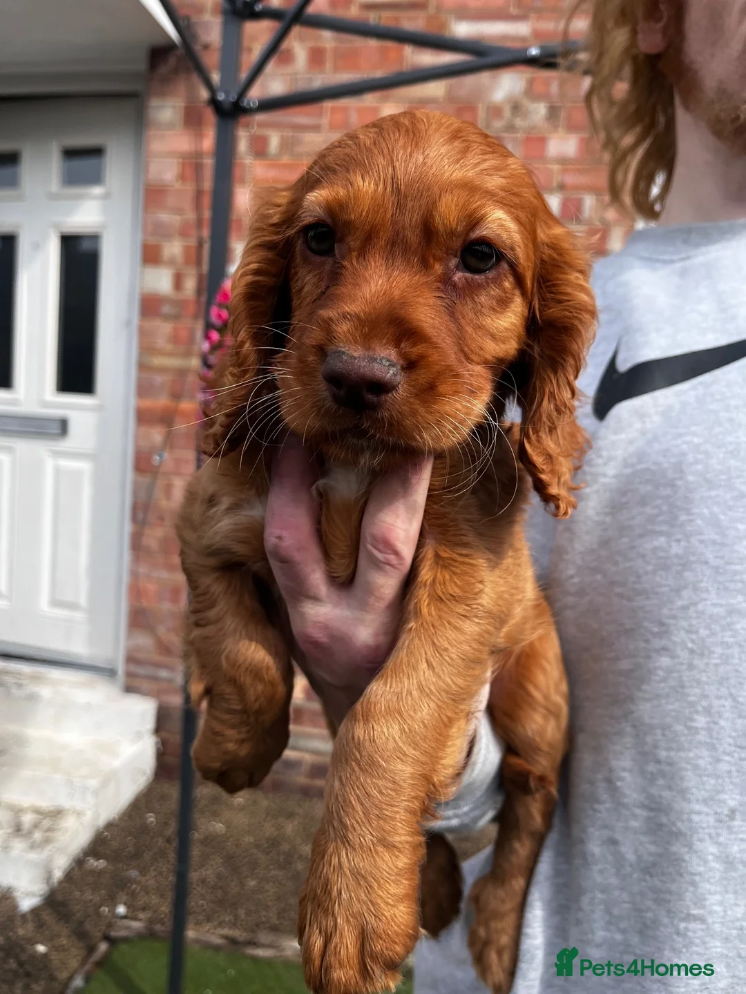 Cocker Spaniel dogs for sale: Cocker spaniel puppies - Advert 13