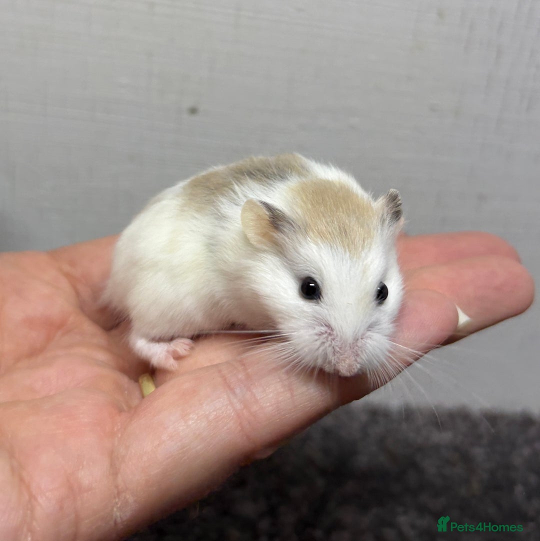 Hamster rodents for sale: Dwarf robrovski hamster babies  - Image 3