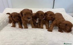 Cavapoo dogs for sale: 7 perfect f1b cavapoo’s. Fully dna & health clear. - Image 10