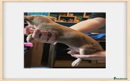 Chihuahua dogs for sale: Apple head chihuahua - Image 8