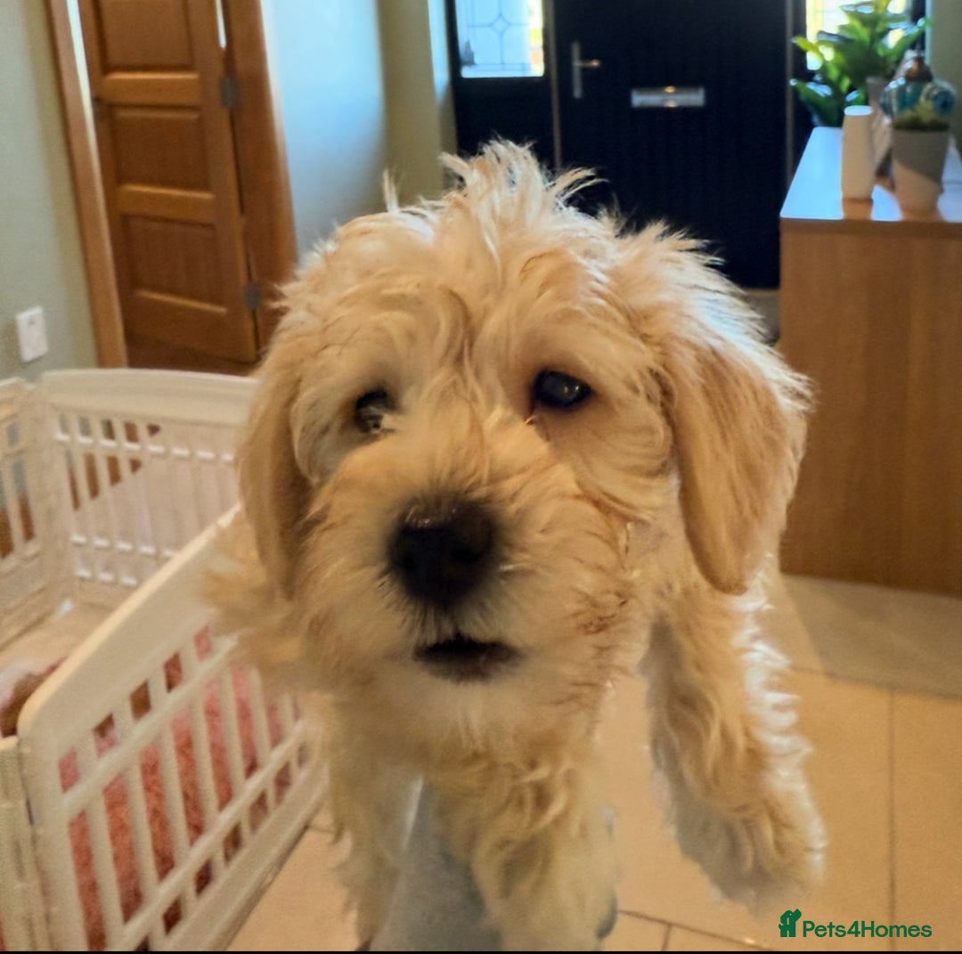 Mixed Breed dogs for sale: Toy/Mini Schnoodle Puppies  - Advert 14