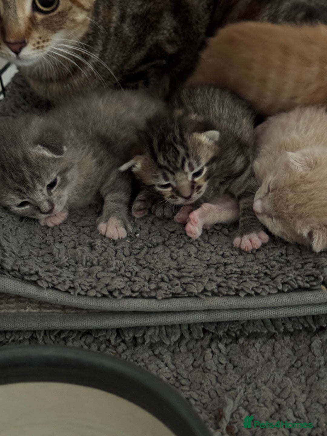 American Shorthair cats for sale: 4 stunning bsh x American short kittens avail - Image 32