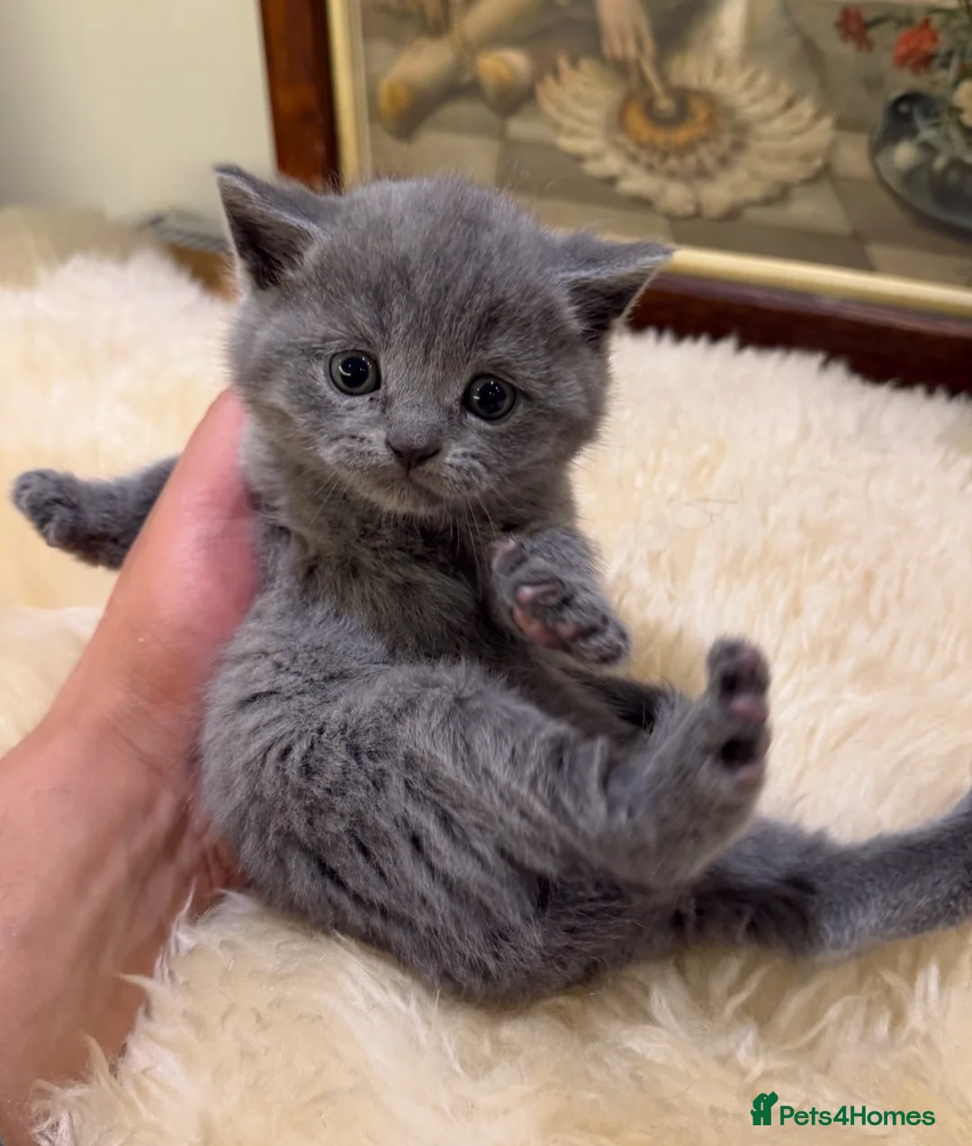 British Shorthair cats for sale: TICA registered Champion Bloodline BSH Kittens - Advert 2