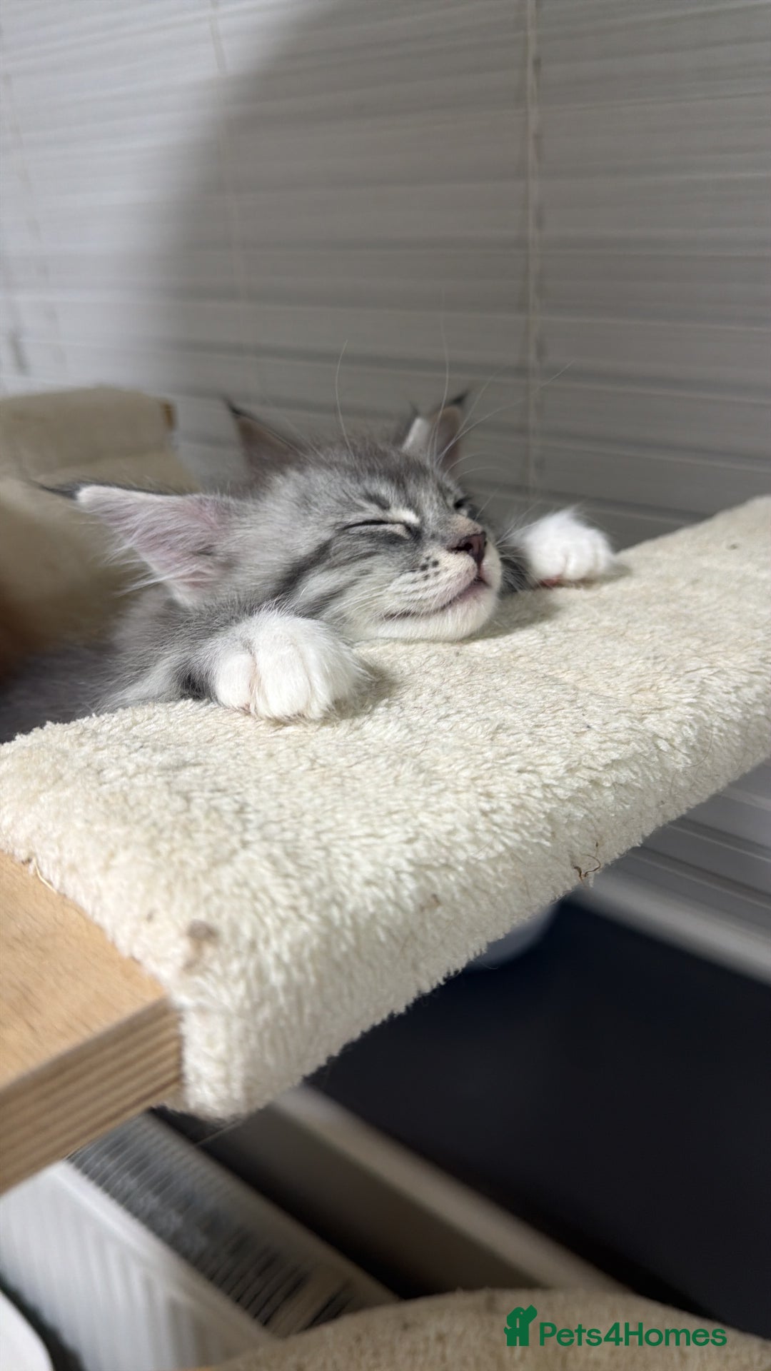 Maine Coon cats for sale: Beautiful friendly Maine Coon cross Kittens  - Advert 13