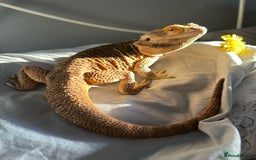 Bearded Dragon reptiles for sale: Female bearded dragon - Image 4