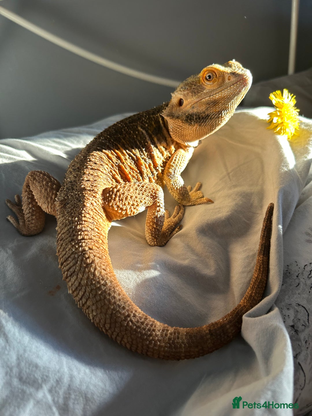 Bearded Dragon reptiles for sale: Female bearded dragon - Image 4