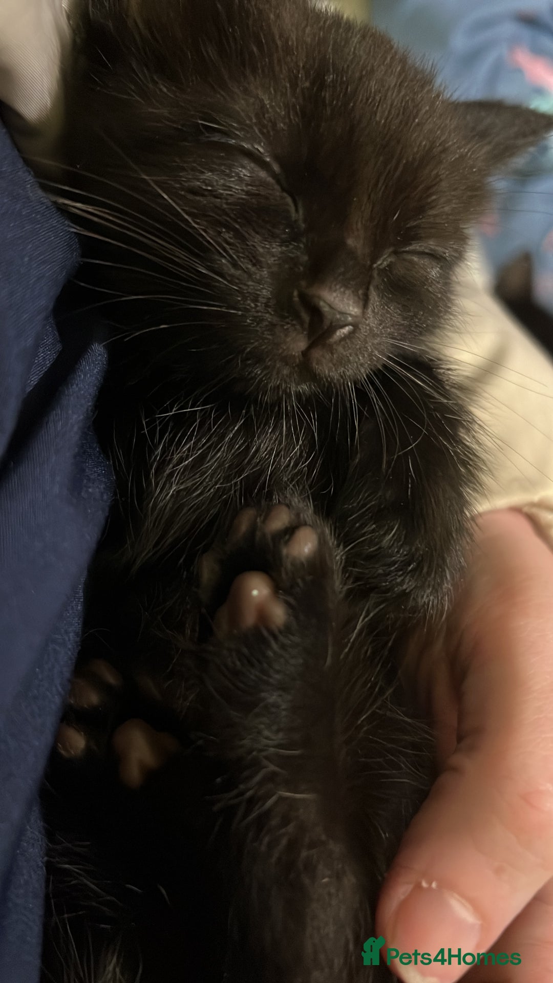 Mixed Breed cats for sale: Kittens for sale  - Advert 25