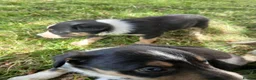 Border Collie dogs for sale: Tri coloured collies  - Advert 3