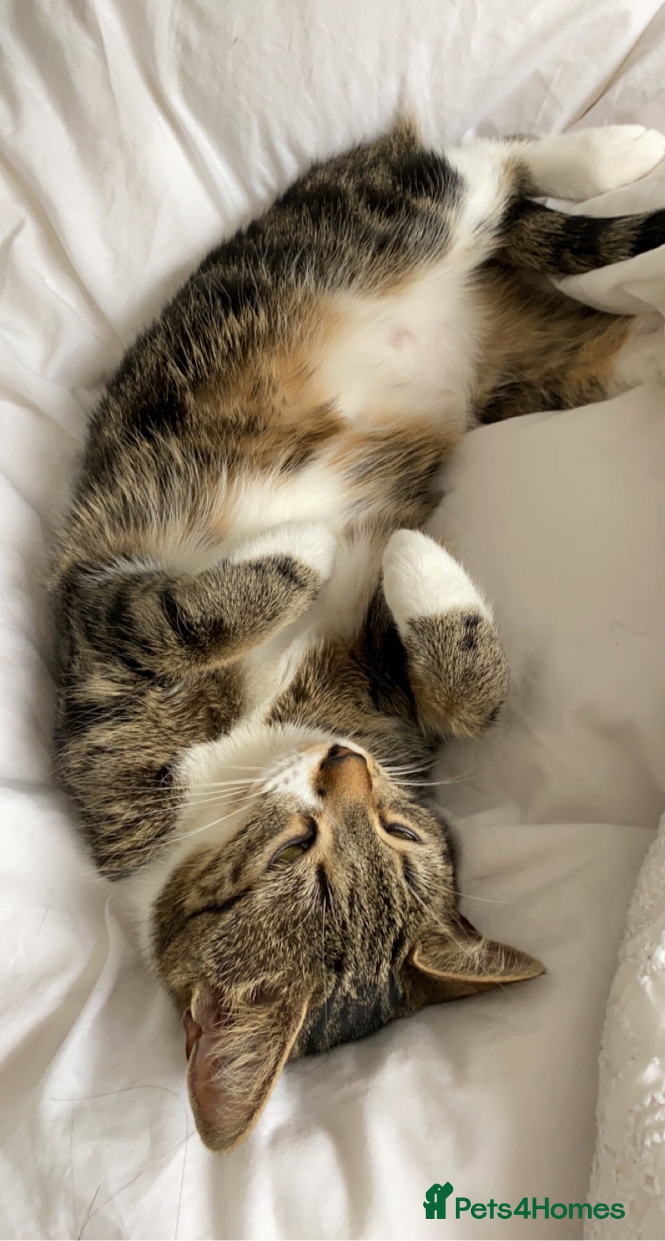 Mixed Breed cats Female cat available for sale  - Advert 1