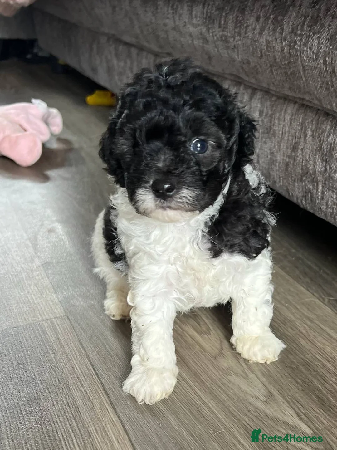Toy Poodle dogs for stud: 7.5inch Toy HEALTH TESTED ASIAN IMPORT in Guildford - Advert 27