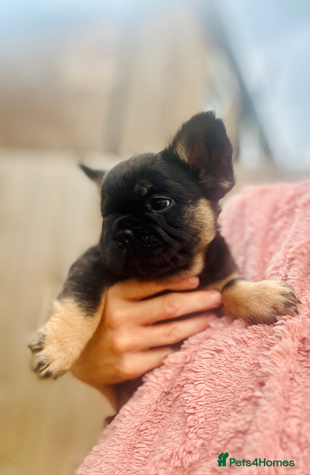 French Bulldog dogs for sale: Full Fluffy KC French bulldog Pupps 2 boys 1 girl  - Image 19