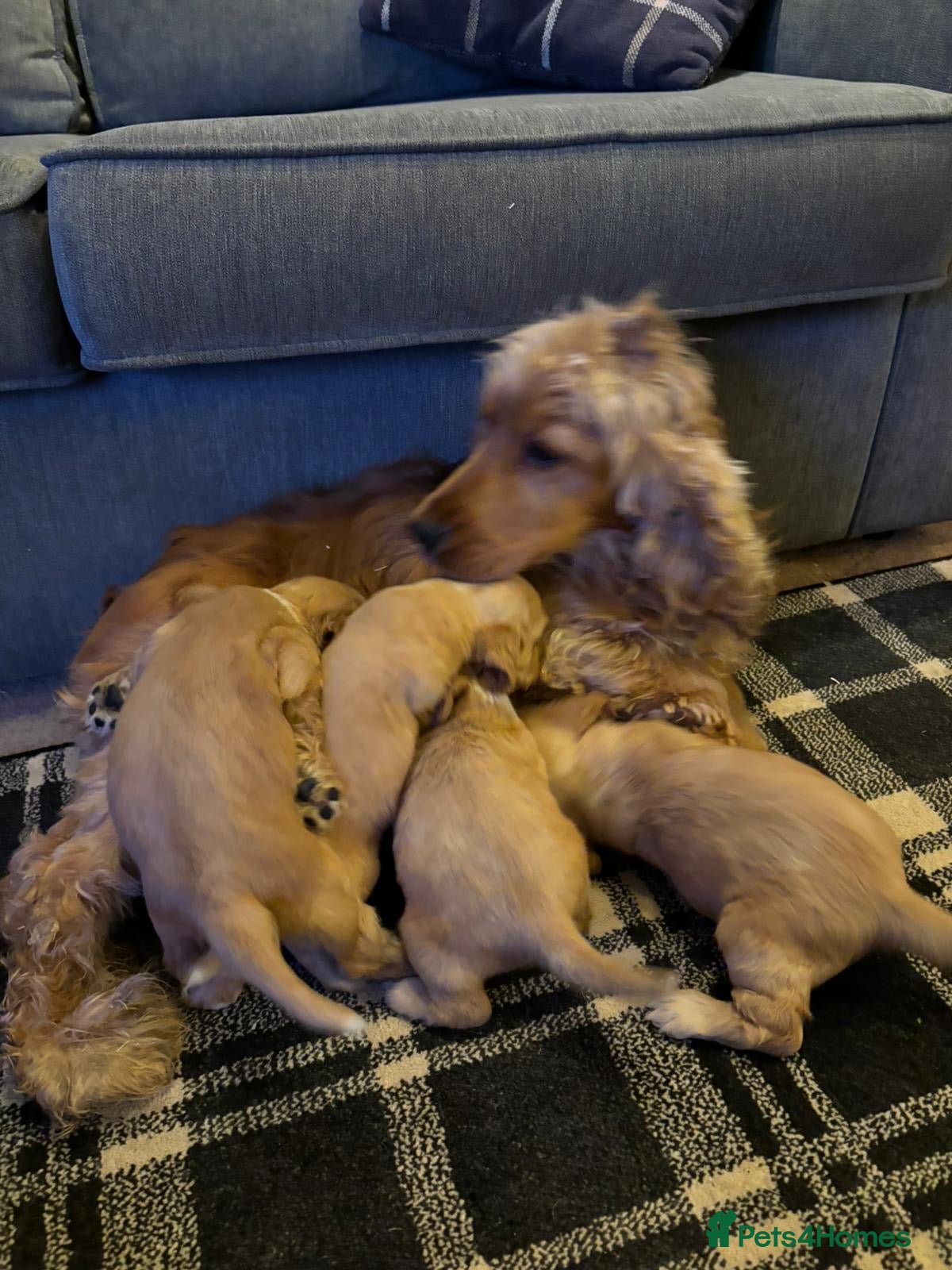 Cocker Spaniel dogs Stunning show cocker kc registered £ health tested - Advert 1