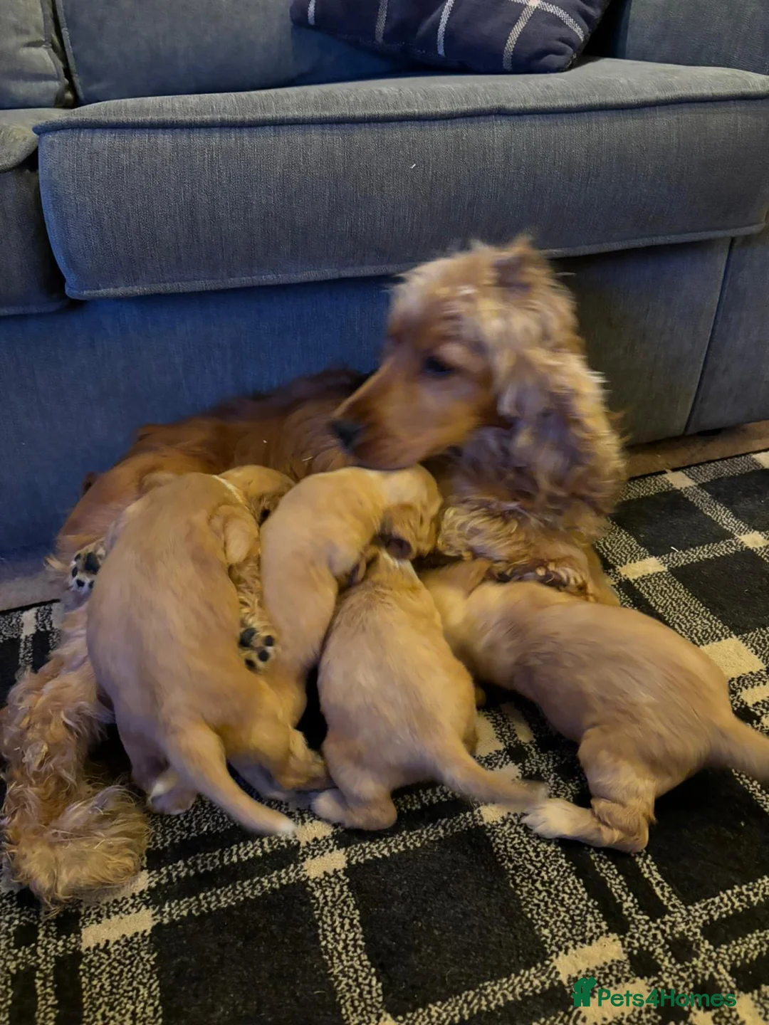 Cocker Spaniel dogs for sale: Stunning show cocker kc registered £ health tested - Advert 1