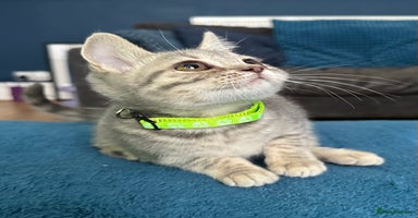 British Shorthair cats - Advert 16