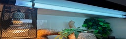 Bearded Dragon reptiles for sale: Beautiful Female bearded dragon with full set up  - Advert 22