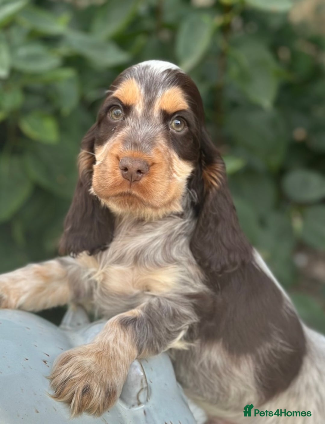 Cocker Spaniel dogs for sale: Stunning show cocker spaniels  - Image 13