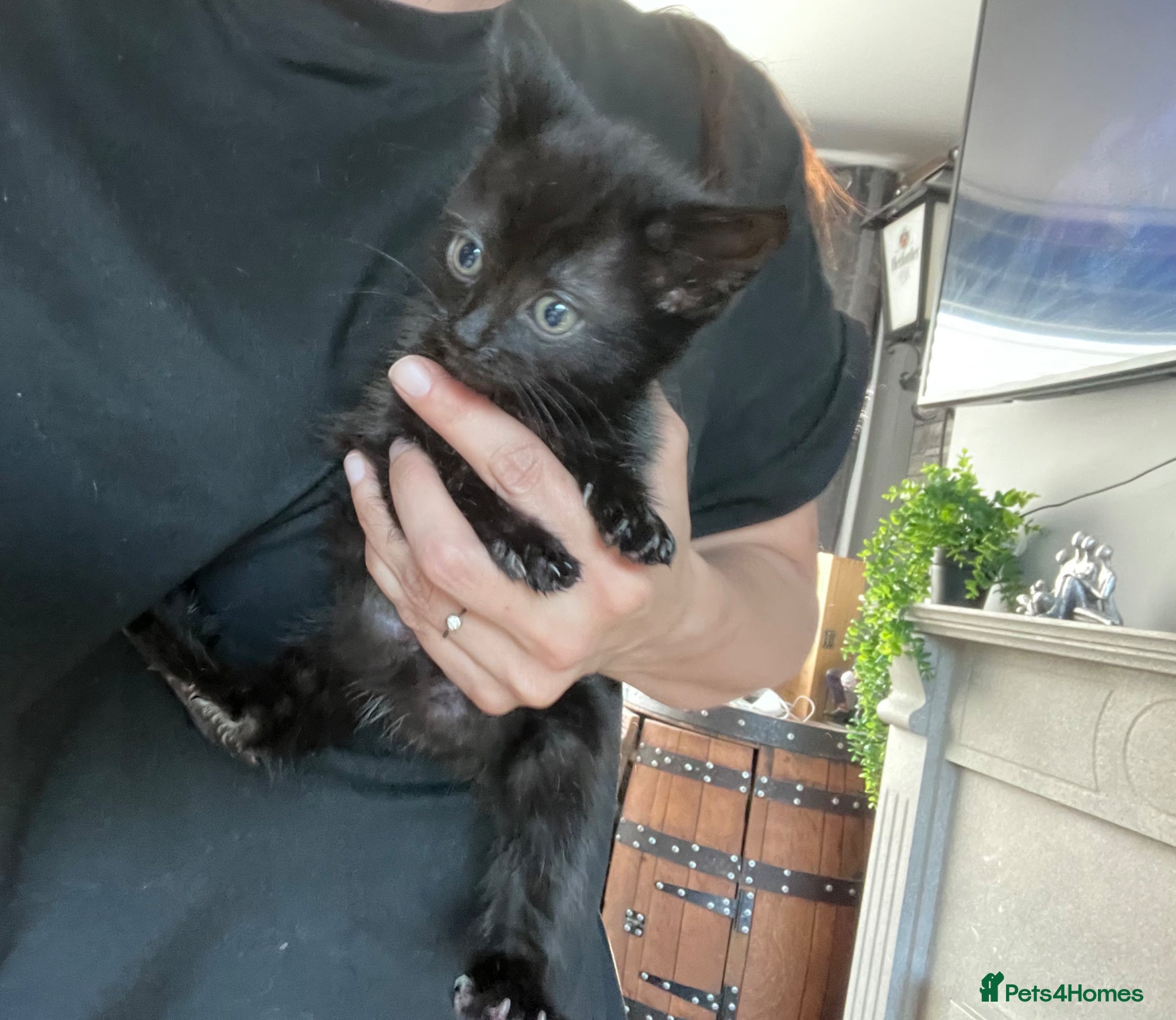 Mixed Breed dogs Last 2 kittens Ready now Beautiful kittens - Advert 9
