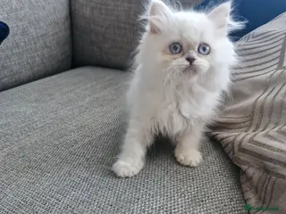 British Shorthair cats GCCF registered British shorthair and longhair - Advert 17