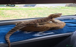 Dragon reptiles for sale: Bearded dragon and complete vivarium PVC - Image 2